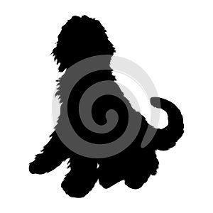 Sitting Labradoodle Dog Canis Lupus On a Side View Silhouette Found In Map Of Australia. Good To Use For Element Print Book