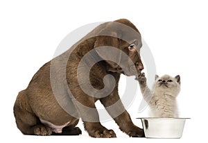 Sitting Labrador Retriever Puppy looking at a British Longhair