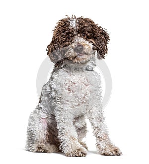 Sitting Lagotto Romagnolo dog looking at the camera, isolated