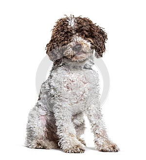 Sitting Lagotto Romagnolo dog looking at the camera, isolated photo