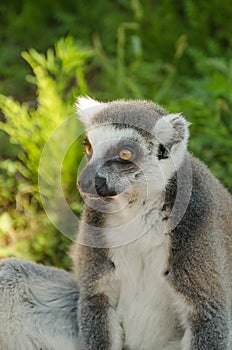 Sitting lemur