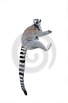 sitting lemur isolated on white