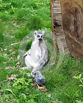 Sitting lemur