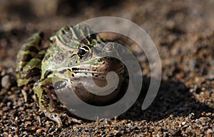 Sitting Leopard Frog