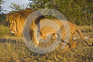 Sitting Lion