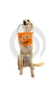 Sitting longhaired whippet holding a halloween basket isolated on a white background