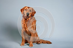 Sitting and looking forward. Cute golden retriever dog is sitting indoors against white and blue colored background in the studio