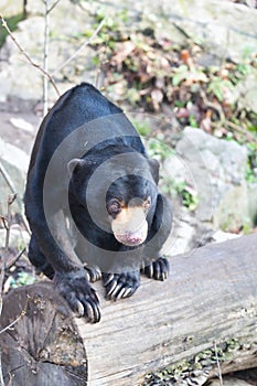 Sitting Malayan sun bear,Helarctos malayanus, with large claws