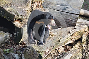 Sitting Malayan sun bear,Helarctos malayanus, with large claws