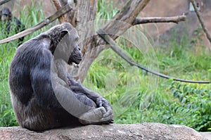 Sitting male chimp