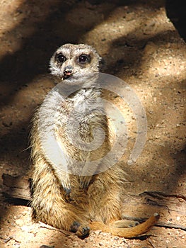 Sitting Meerkat photo