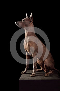 Sitting Mexican Hairless Dog