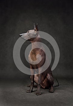 Sitting Mexican Hairless Dog