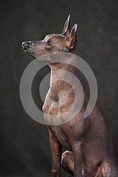 Sitting Mexican Hairless Dog