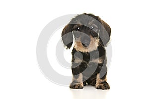 Sitting miniture dachshund puppy looking at the camera on a white background seen from the front