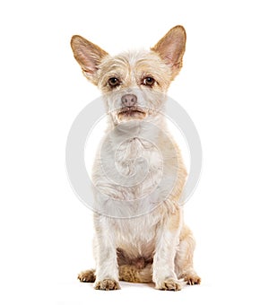 Sitting Mongrel looking at the camera, Isolated on white