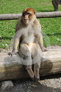 Sitting Monkey