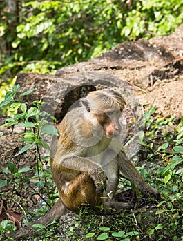 Sitting monkey