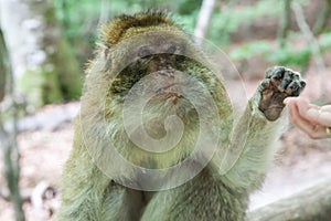 Sitting monkey at Affenberg (Monkey Hill) in Salem, Germany