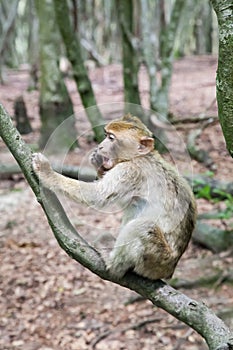 Sitting monkey at Affenberg (Monkey Hill) in Salem, Germany photo