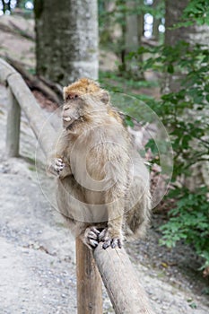 Sitting monkey at Affenberg (Monkey Hill) in Salem, Germany photo