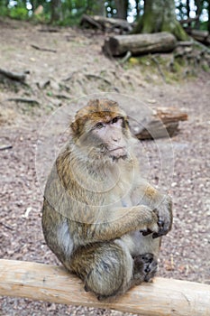 Sitting monkey at Affenberg (Monkey Hill) in Salem, Germany photo