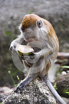 Sitting monkey eats