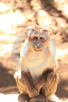 A sitting monkey l, looking at the camera