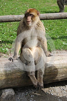 Sitting Monkey photo