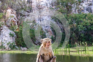 Sitting Monkey with Mountain Background, Khao Ngu Stone Park, Ra