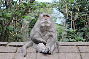 Sitting monkey