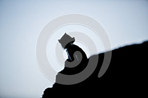Sitting Monkey Silhouette
