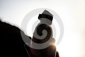 Sitting Monkey Silhouette