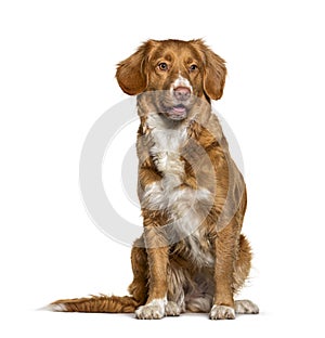 Sitting Nova Scotia Duck Tolling Retriever dog, isolated