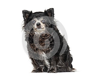 Sitting Old Chihuahua graying, isolated