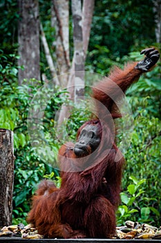 Sitting Orang Utan with Baby in Borneo Indonesia