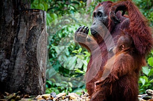 Sitting Orang Utan with Baby in Borneo Indonesia