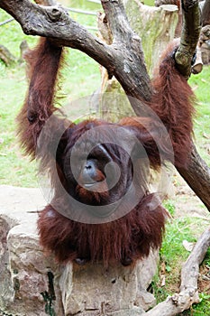 Sitting orang-utan (Pongo pygmaeus)