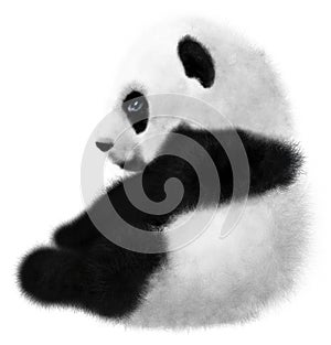 Sitting Panda cub on a white background photo