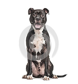 Sitting and panting American Staffordshire Terrier dog