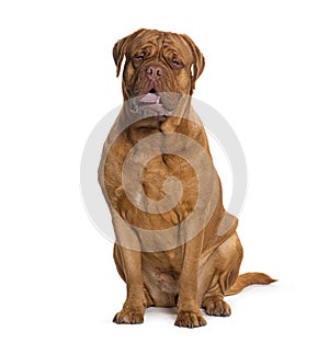 Sitting and panting Dogue de bordeau, isolated on white
