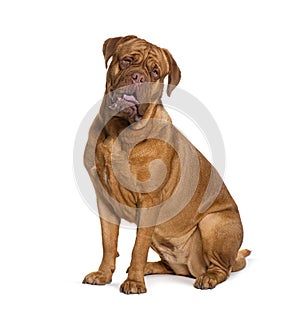 Sitting and panting Dogue de bordeau, isolated on white