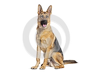 Sitting and panting German shepherd, isolated on white