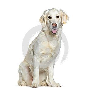 Sitting and Panting Golden Retriever looking at the camera, isolated on white