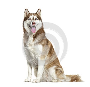 Sitting and panting Red and white Siberian Husky