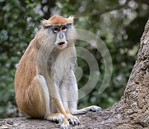 The sitting patas monkey at Houston zoo