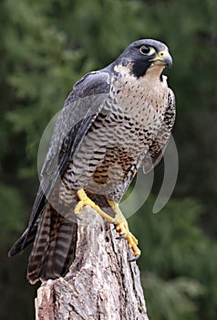 Sitting Peregrine Falcon