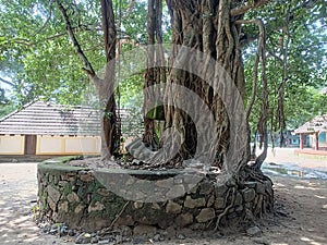 Sitting place under baniyan tree (aalthara) in keral