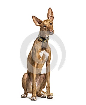 Sitting Podenco wearing a collar, isolated