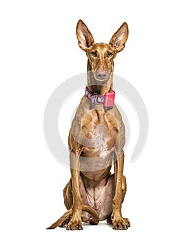 Sitting Podenco wearing a collar, isolated photo